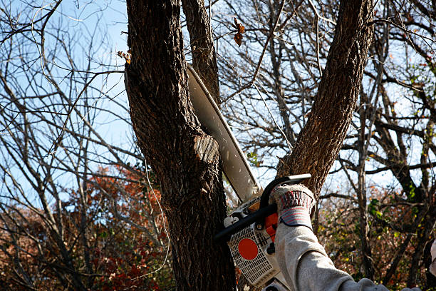 East Stroudsburg, PA Tree Removal Services Company